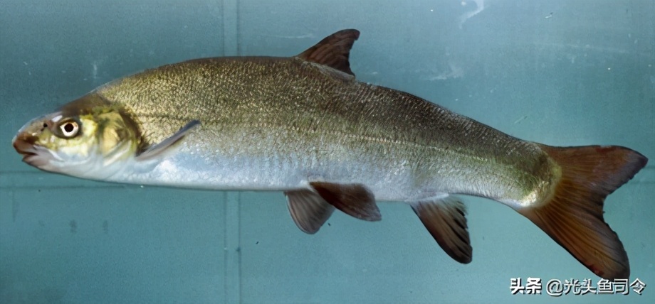 长江保护鱼类,有关长江鱼类资源保护