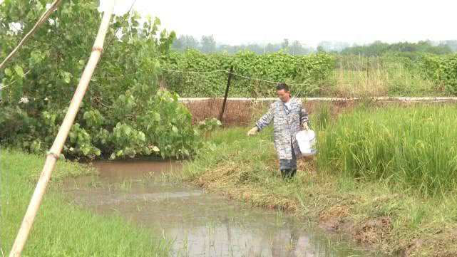 正确养殖小龙虾的方式,同样是养小龙虾你为啥会亏本