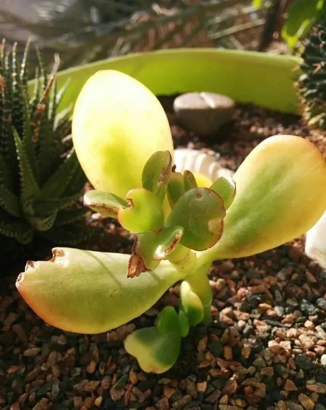 玉树有点枯萎怎么救,玉树叶子又蔫又软怎么办啊