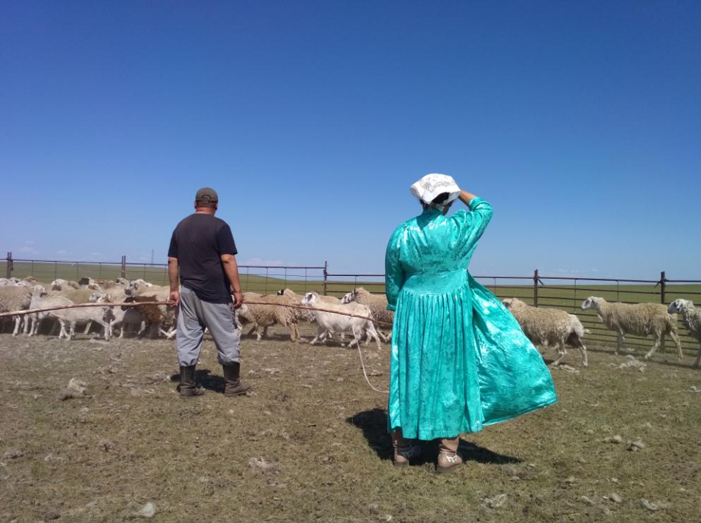 内蒙呼伦贝尔牧民有2000只羊，他一年赚多少钱？