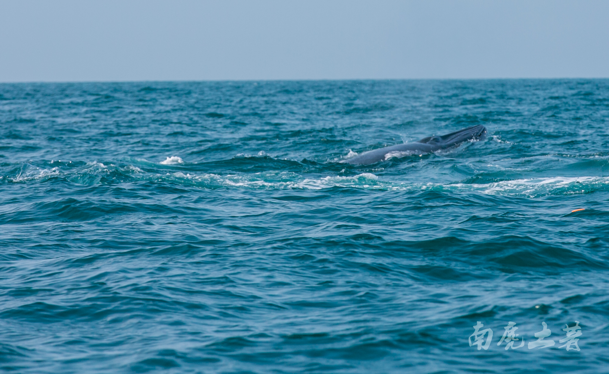 鎶栭煶缃戠孩椴搁奔,椴搁奔缃戠孩