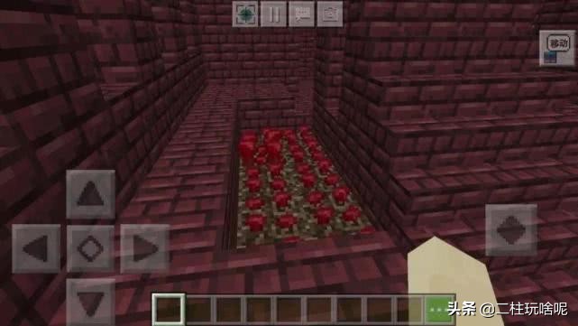 十大珍稀植物排行榜,中国十大珍稀植物排名