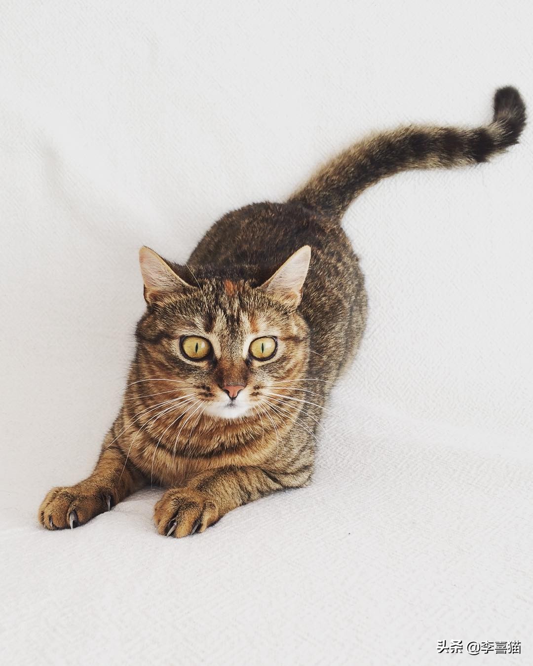 辟谣：自己养的猫随便摸？撸猫要讲究方法，不然就是在消耗信任度