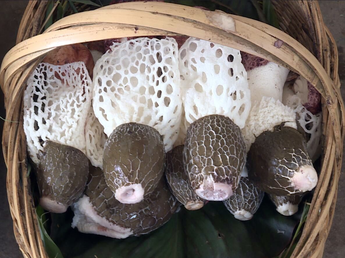 竹荪是八珍之一,竹荪是八珍吗