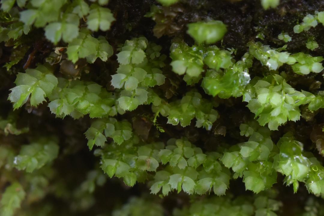 吃毒菇、睡蛇窝，只为挖一堆草，这个重庆博士要做当代神农