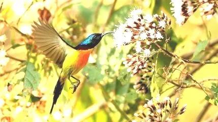 可爱的太阳鸭,可爱的太阳鸟