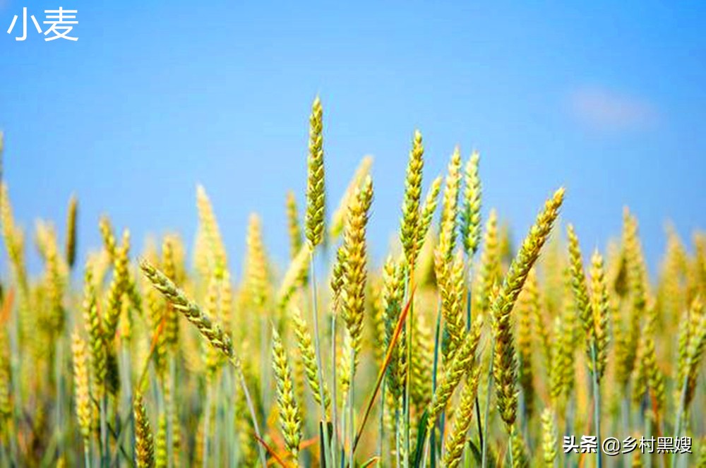 小麦是怎么生长的视频,小麦的起源与发展历史是怎样的