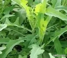 野外发现珍贵的植物千万要注意,新疆南疆常见荒漠野生植物