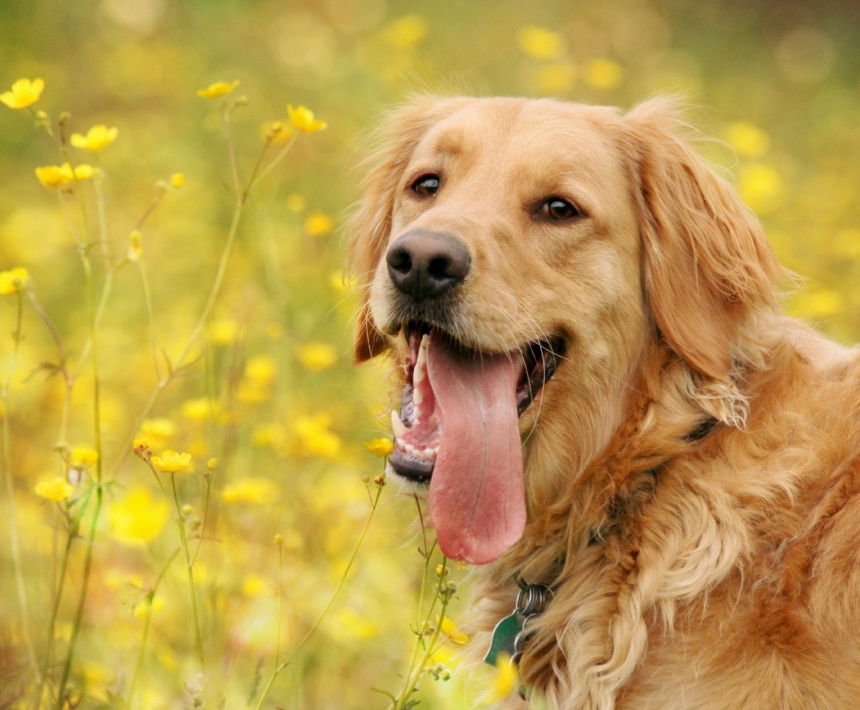 不喜欢金毛,不喜欢金毛舔怎么办