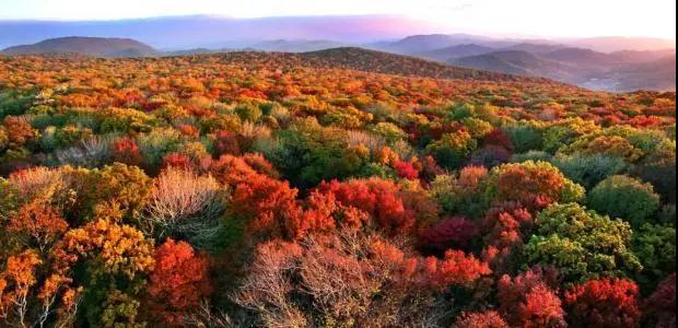 林业生态旅游科普,林草科普