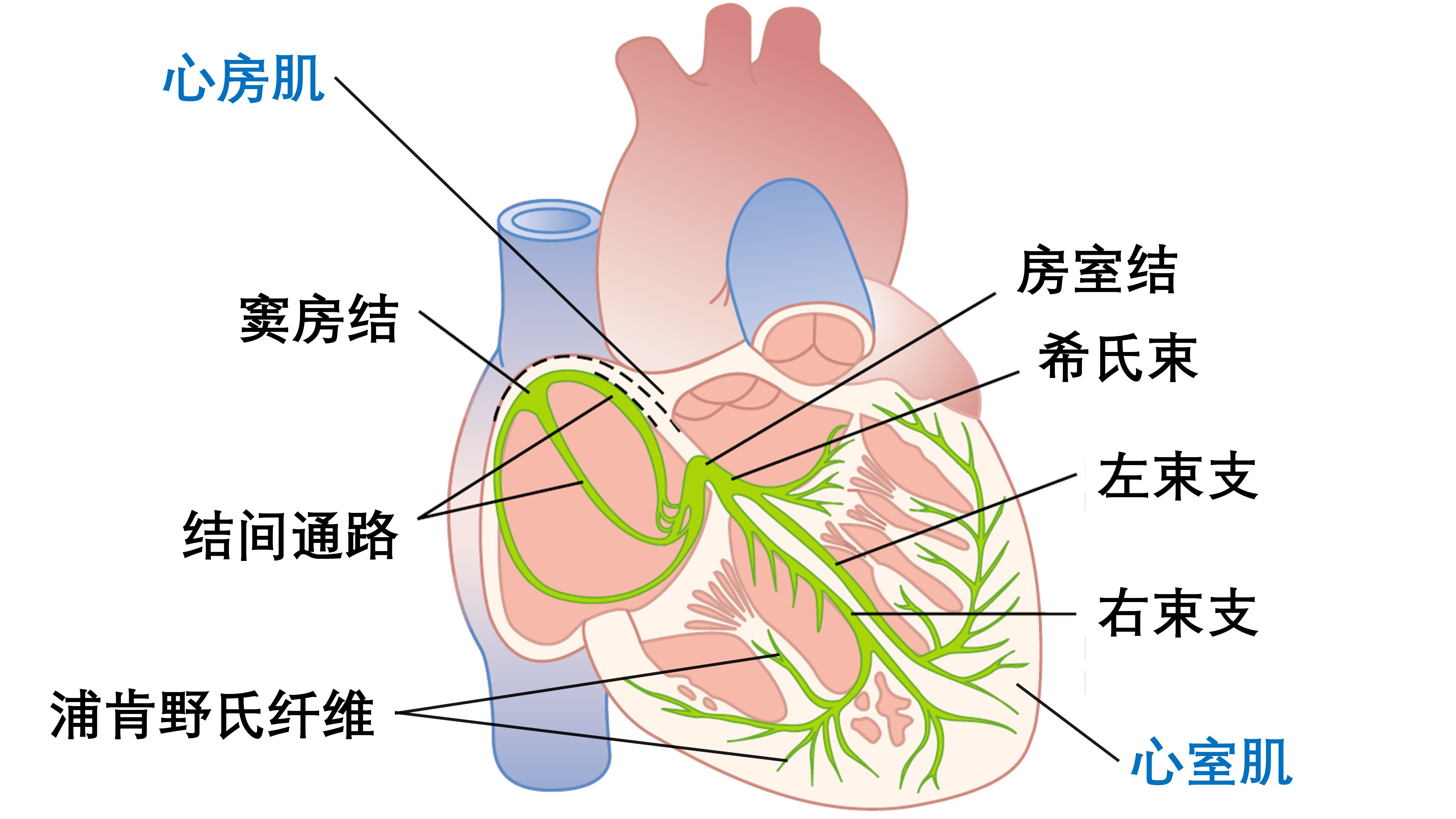 我们是怎么动起来的,心动的人的心脏是怎么跳动的