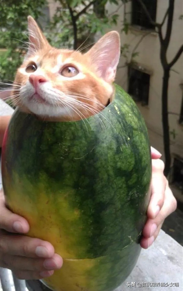 金毛狗狗中暑症状和解救方法,狗狗如何防止猫咪中暑