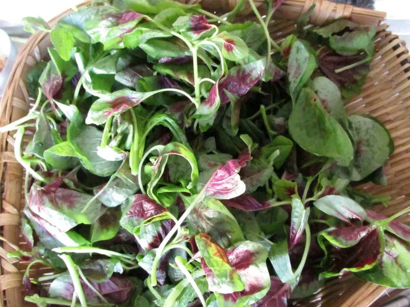 一两苋菜一两金啥意思,半斤苋菜含多少草酸