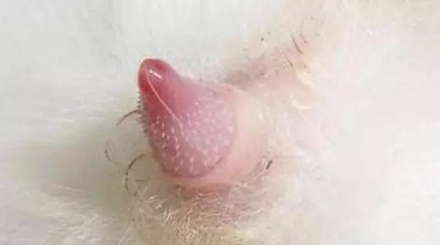 让它们啪啪啪才残忍？猫咪交配的小秘密