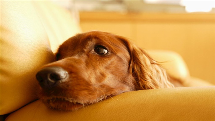 狗狗突然不吃狗粮怎么解决,狗狗突然不吃任何狗粮怎么回事