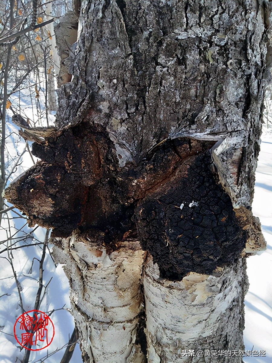 桦树茸黑金颗粒,桦树茸颜色