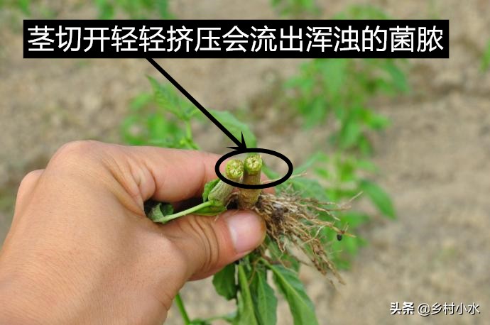 辣椒苗枯萎病最新防治药,辣椒青枯病枯萎病用什么药治疗