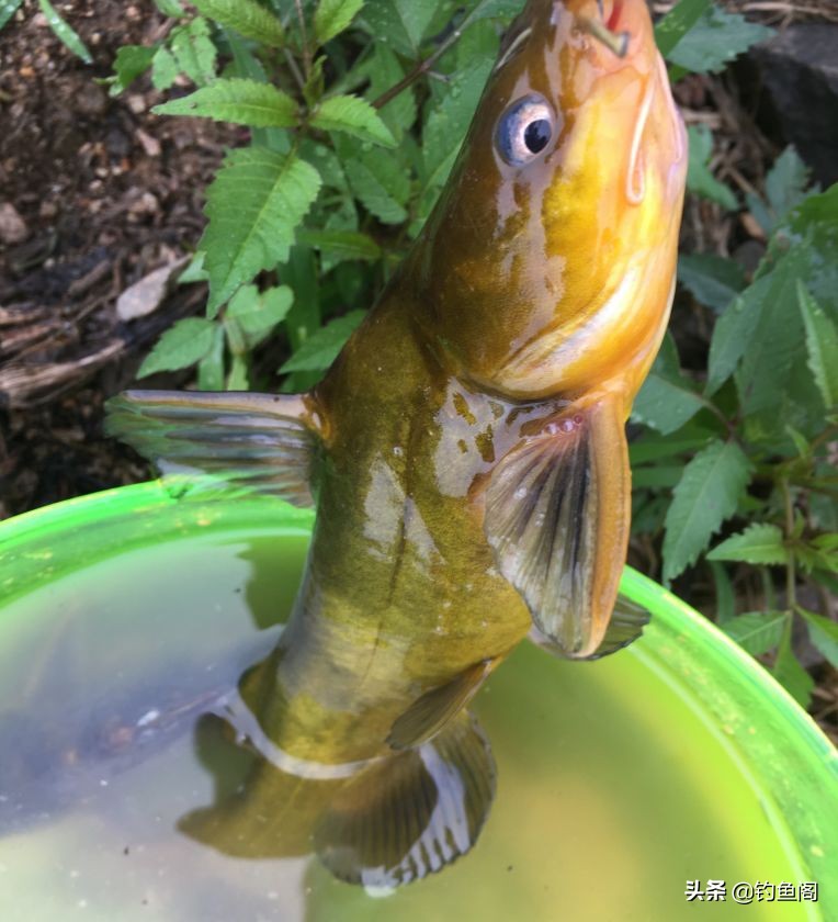 钓野生鱼的秘密,钓野生大鲤鱼