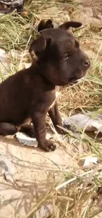 猫被蜜蜂蜇了涂什么好,猫咪被蜜蜂蜇了怎么办