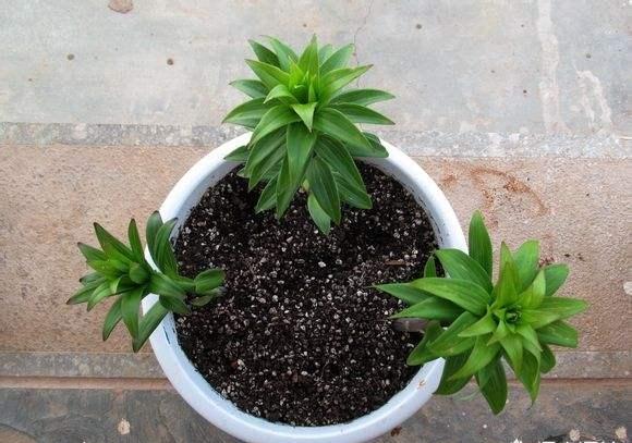 百合败了叶子全掉了怎么重新开花,百合球开完花怎么处理