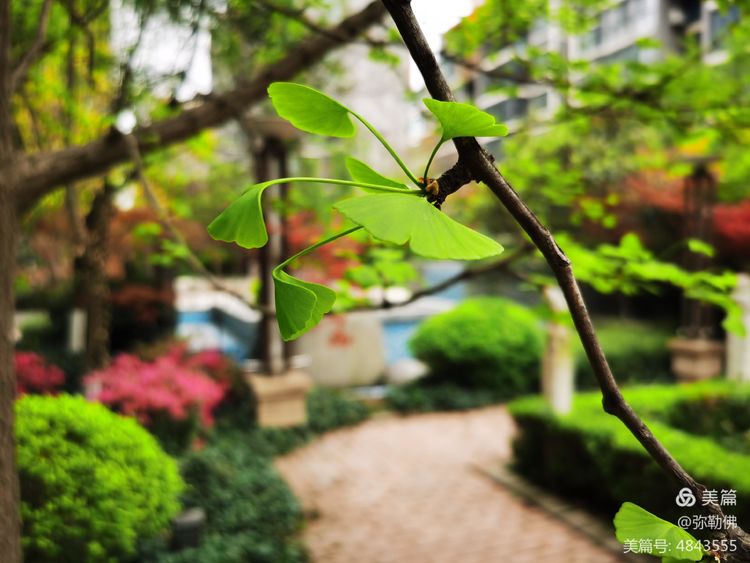 高新枫林华府住房,高新枫林华府小区评测