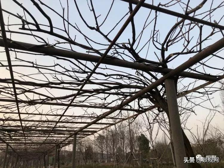 最美紫藤花动态,紫藤几年修剪一次怎么修剪的