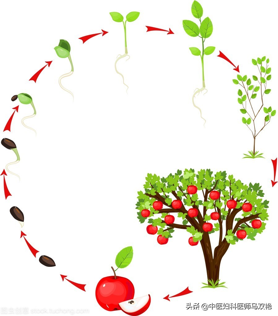 女孩第一次来月经知识,女生第一次月经的基本知识