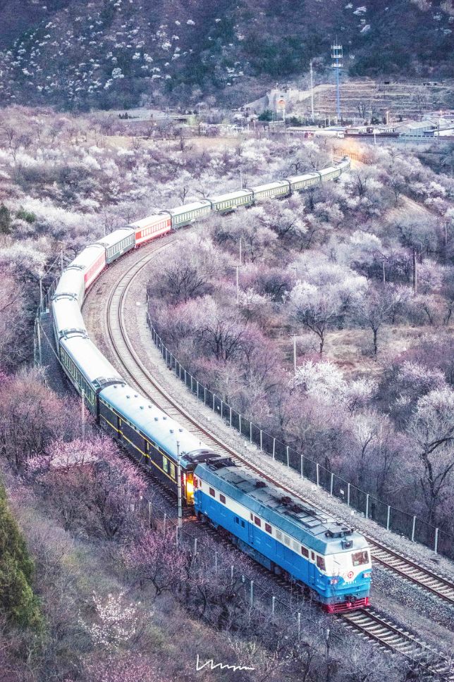 戴口罩的冬天太漫长，差点忘了中国的春天有多美