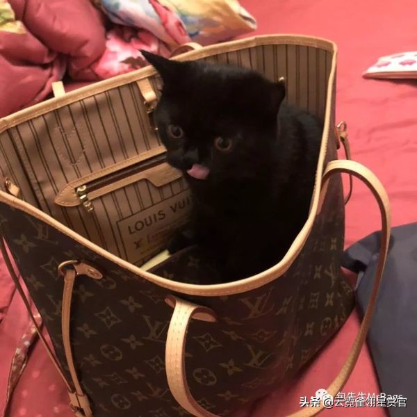 非常好看的宠物包,大家的包都带什么玩偶