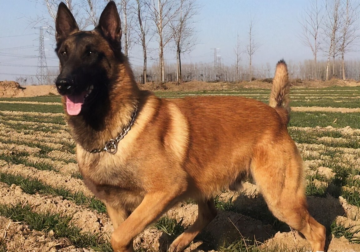 饲养马犬时,6*禁大**忌不能犯