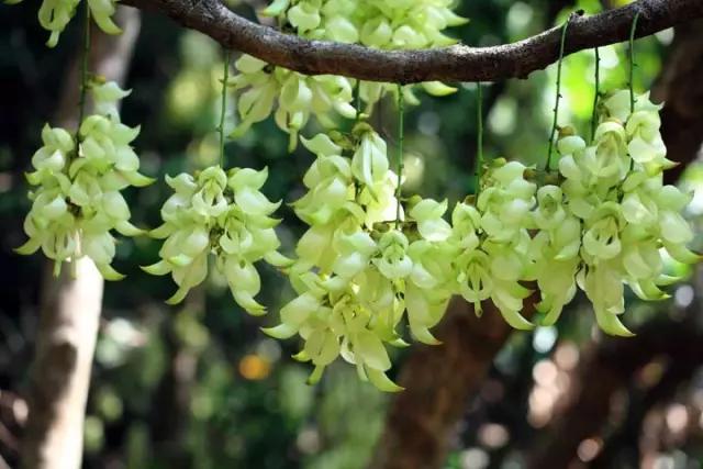 银瓶山传奇,银瓶山一镜到底