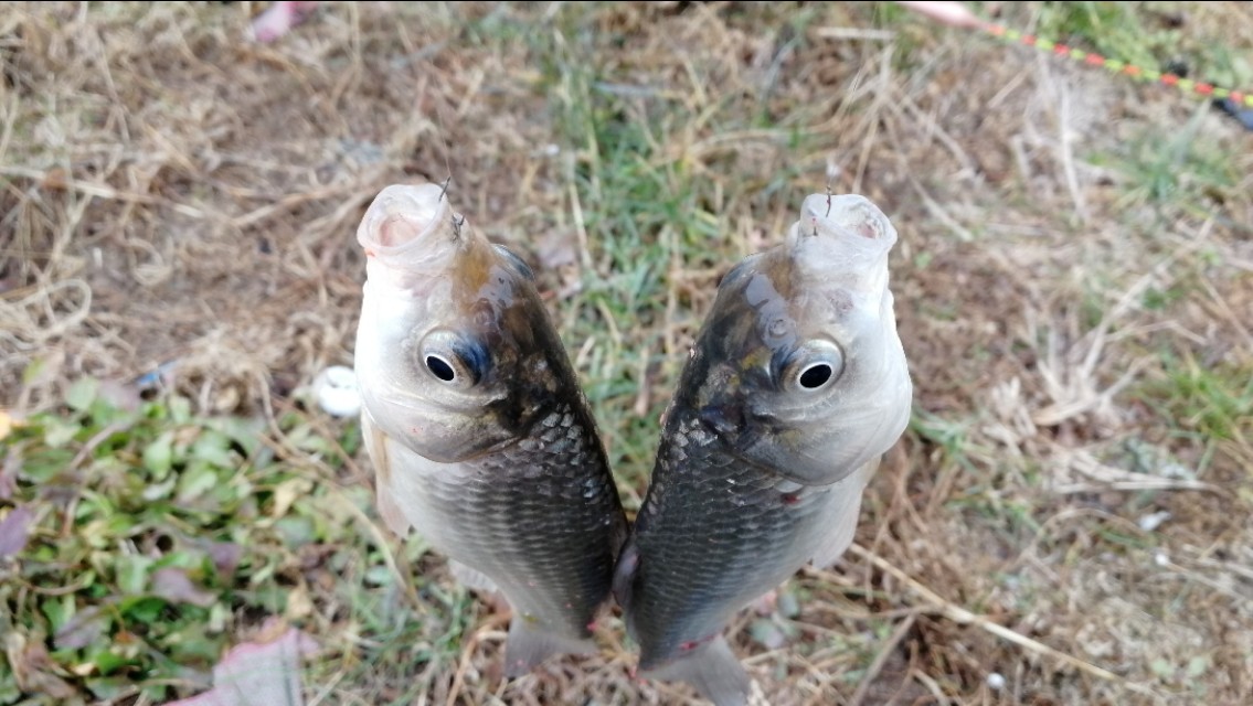 软尾浮漂和硬尾浮漂的区别,钓鲫鱼用硬尾还是软尾浮漂