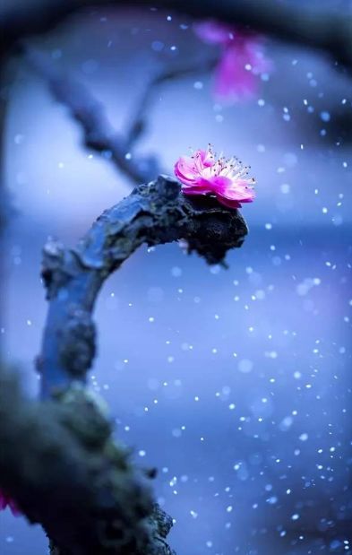 雪梅梅花的诗句,梅花香自苦寒来古诗词朗诵