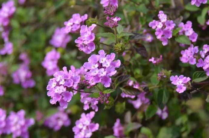 50种·蓝紫色系植物,尊享高贵典雅浪漫的视觉盛宴
