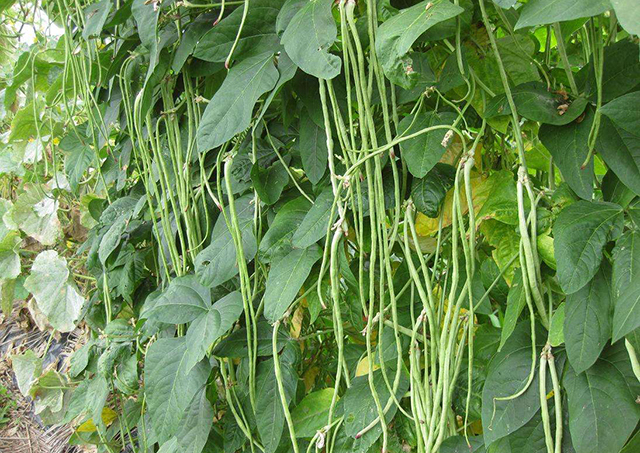 豆角落花落果最好的解决方法,豆角落花果怎么处理