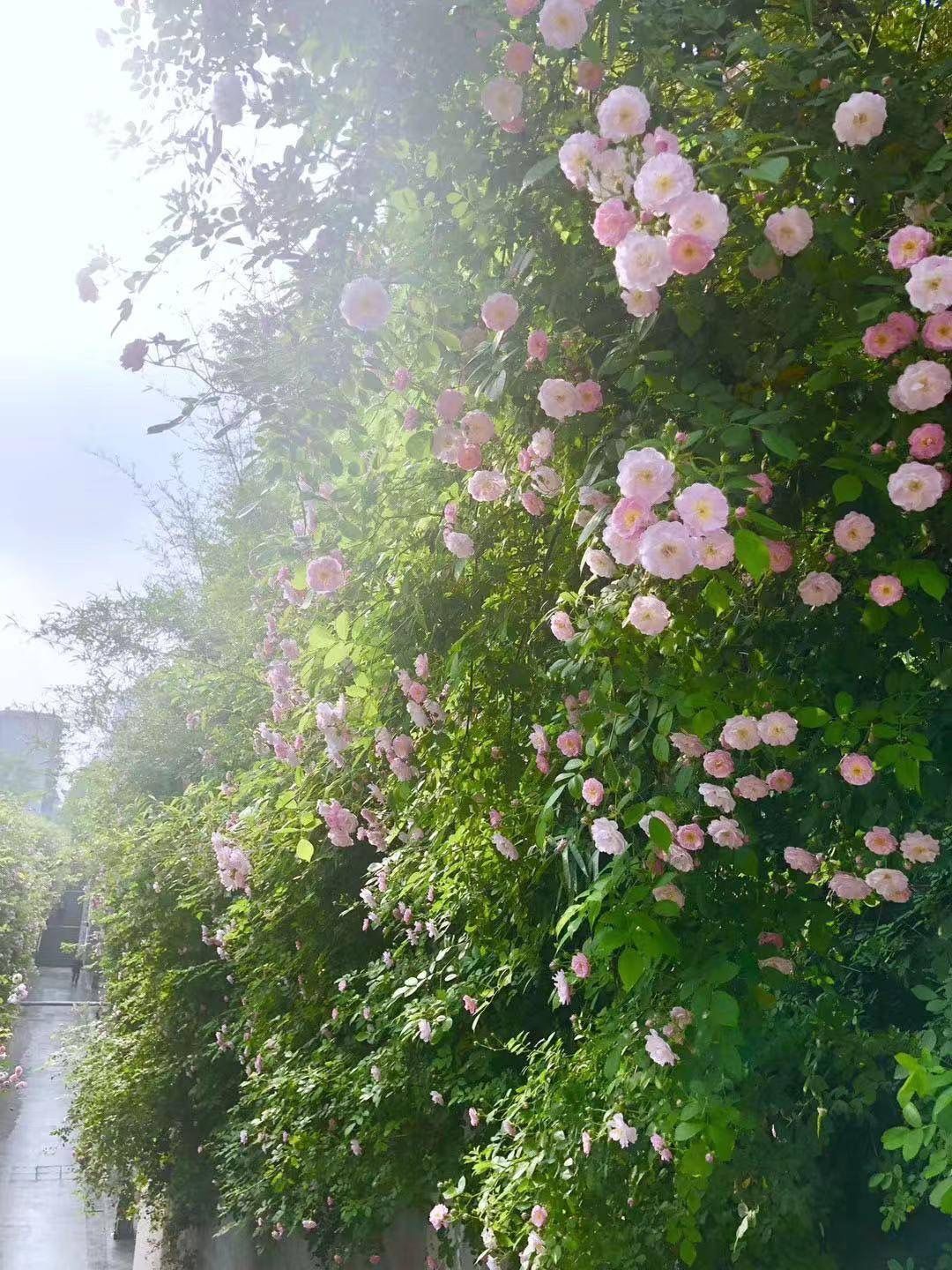 “我还没见过有那个城市的春天，能比武汉还美！”