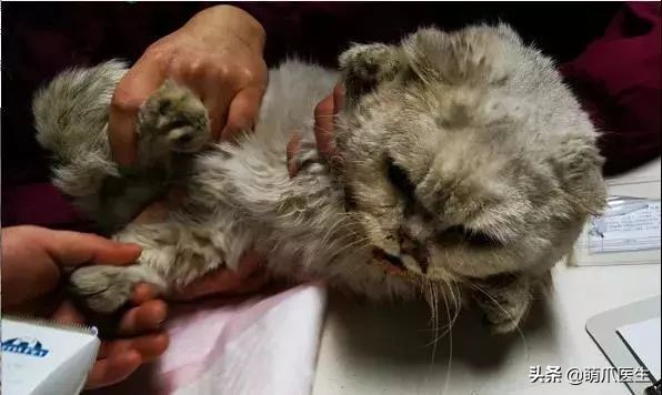 品种猫与土猫的区别,怎么分辨品种猫和土猫