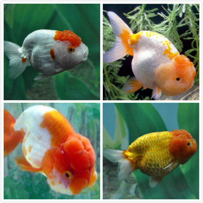 新手养金鱼养哪个品种好养,新手养金鱼应该养什么品种