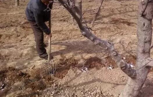 春季苹果树的管理技术视频播放,苹果树的春季管理打什么药