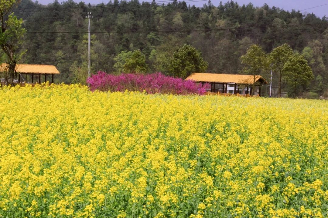 赏春图鉴丨赏花海、品清茶、尝美食...乌当百宜镇这条宝藏春游线路，就等你来打卡啦！