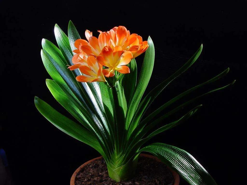 君子兰花不长新叶不开花怎么办呢,君子兰不长新叶的原因及解决方法