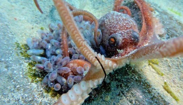 高智商章鱼作为宠物有多恐怖 (章鱼产卵后的死亡无法避免吗)