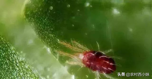 你掌握了哪些灭除害虫的小妙招呢,防治蔬菜地下害虫的无公害农药