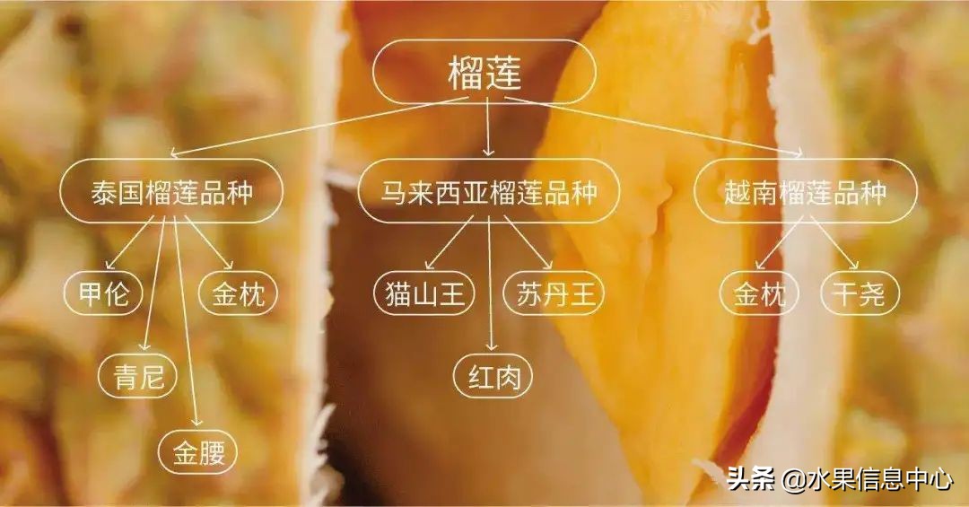 托曼尼猫山王榴莲价格,泰国托曼尼榴莲和猫山王区别