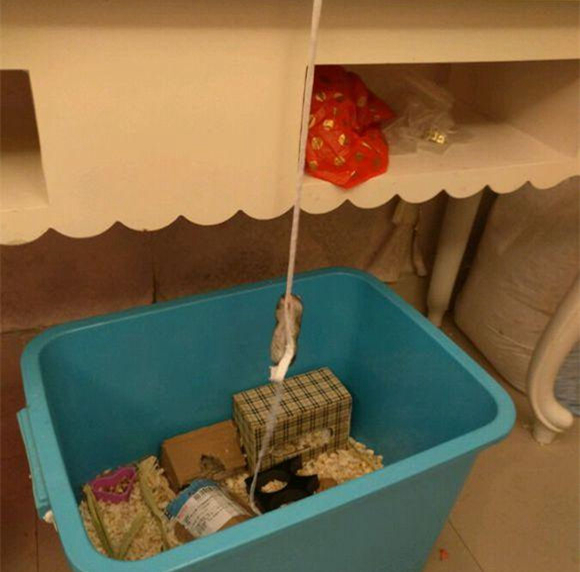 仓鼠臂力有多强？这只紫仓用鞋带越狱告诉你，旁边的主人却笑了