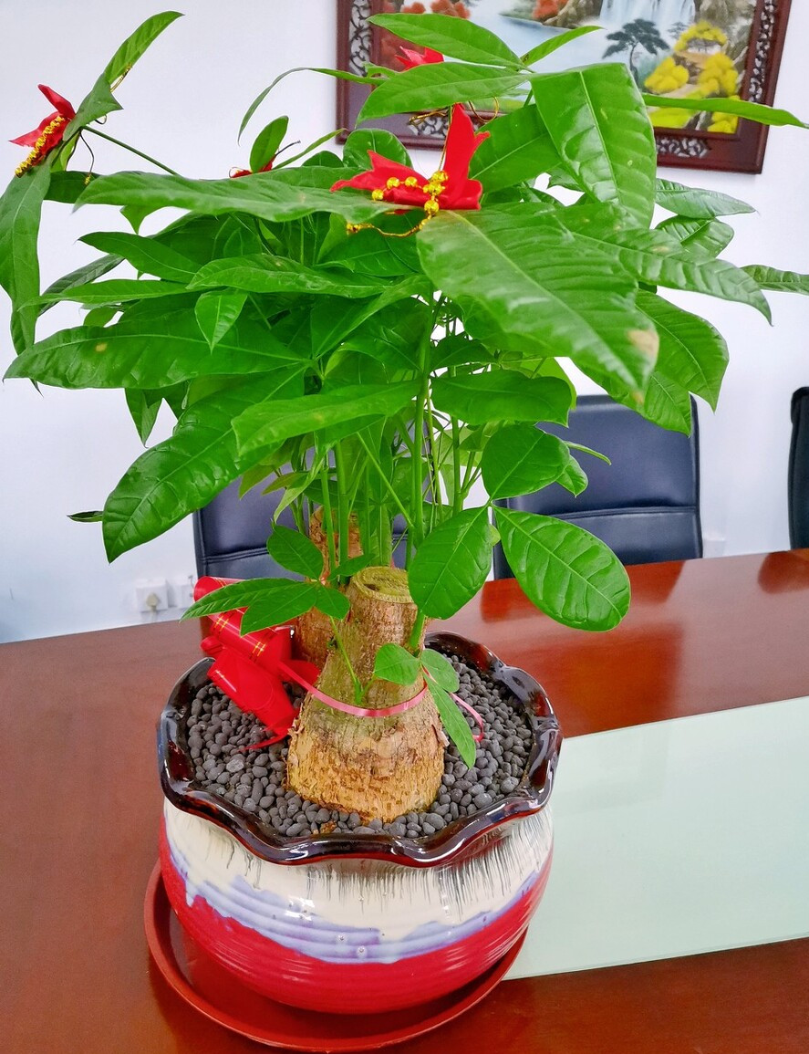 家养3种富贵花福气好运挡不住,七种富贵花图片