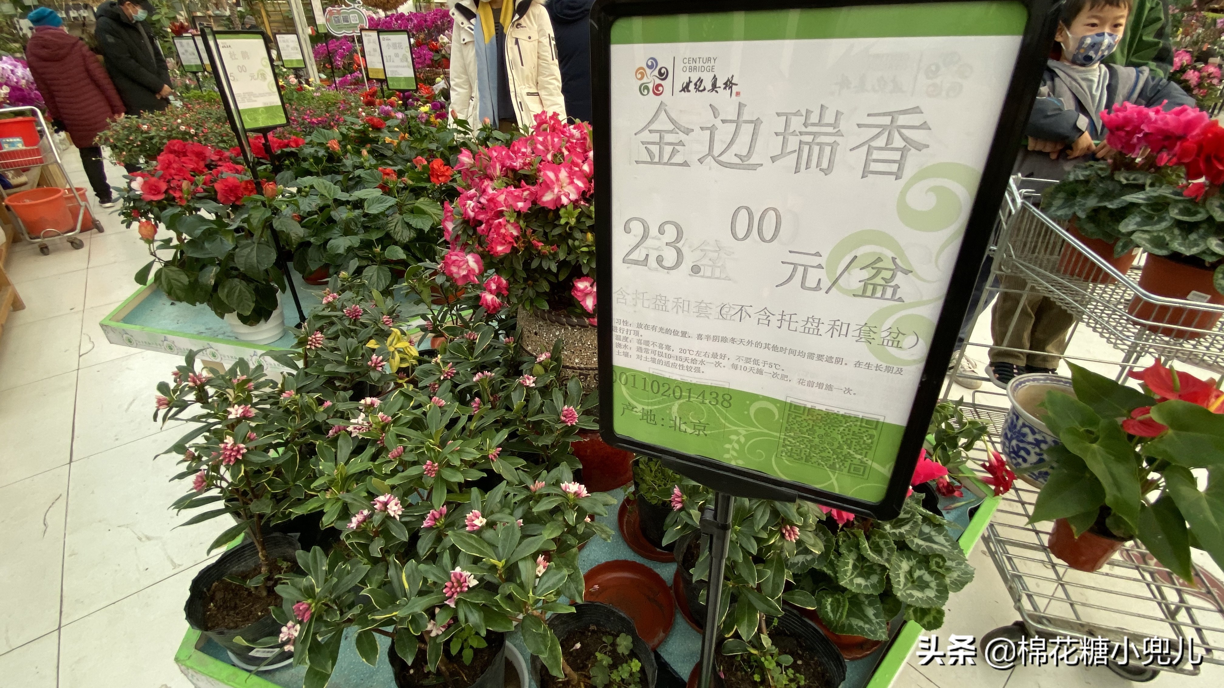 北京南四环花卉绿植批发市场,北京开一家鲜花店