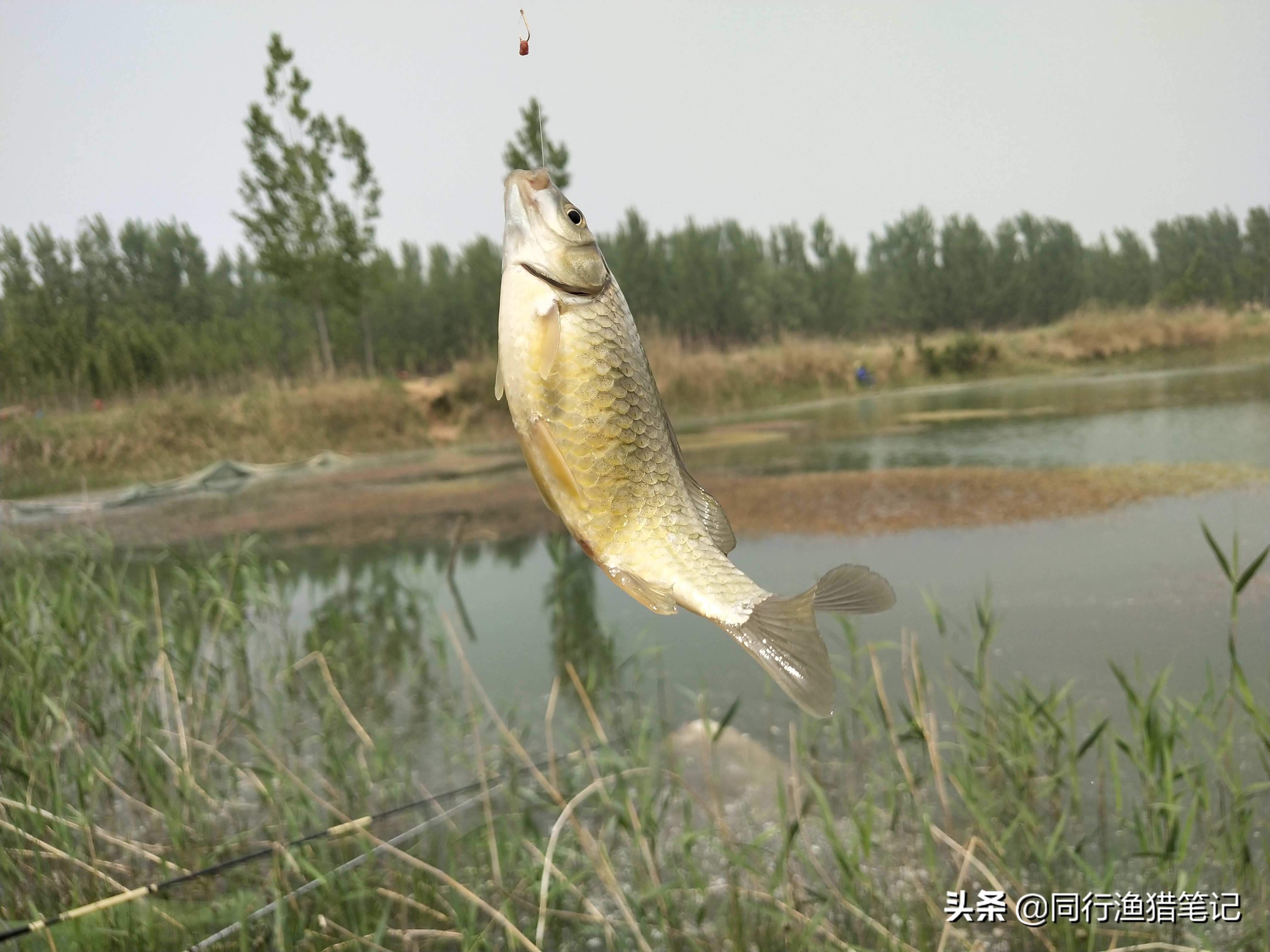 肥水塘如何钓浮,溶氧量低鱼会怎么样