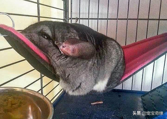 猫是液体动物还是软体动物,猫是液体做的动物