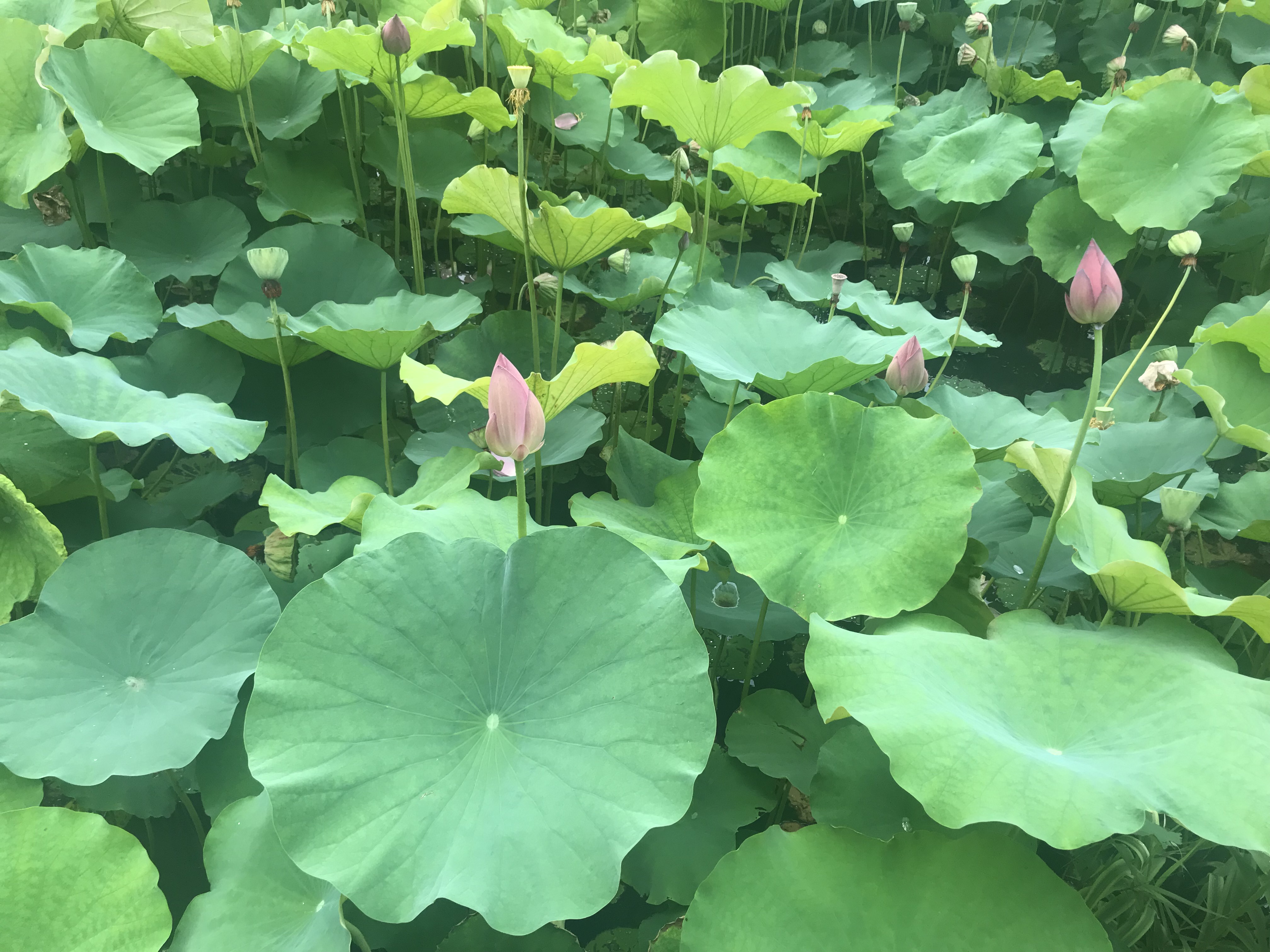 我还是太单纯了,我还是太单纯全文免费阅读